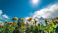 Field with yellow dandelions and blue sky in sunny day. Royalty Free Stock Photo