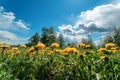 Field with yellow dandelions and blue sky in sunny day. Royalty Free Stock Photo