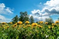 Field with yellow dandelions and blue sky in sunny day. Royalty Free Stock Photo