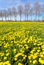 Field of yellow dandelions in grass with tree line