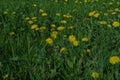 Field of yellow dandelions in the green grass. Spring concept. Natural background Royalty Free Stock Photo