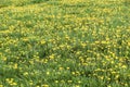 Field of yellow dandelions green meadow grass