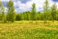 The Field with yellow dandelions, green trees and blue sky