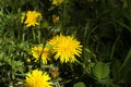 Field of yellow dandelions. Royalty Free Stock Photo