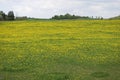 Field of yellow dandelions, overcast sky. Royalty Free Stock Photo