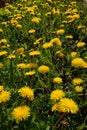 field of yellow dandelions in the park Royalty Free Stock Photo