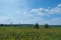 A field of yellow dandelions in a summer timelapse, clouds float across the blue sky, the rays of the sun penetrate Royalty Free Stock Photo