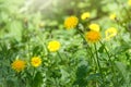 Field of yellow dandelions. Taraxacum officinale, the common dandelion