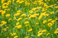 Field of yellow dandelions. Taraxacum officinale, the common dandelion