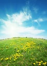 Field with yellow dandelions