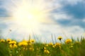 Field with yellow dandelions against blue sky and sun beams. Spring background. Soft focus Royalty Free Stock Photo