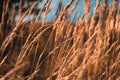 A field of yellow dry grass against a blue sky. Ripe Golden wheat and spikelets close-up. Beautiful scenery Royalty Free Stock Photo