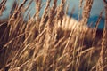 A field of yellow dry grass against a blue sky. Ripe Golden wheat and spikelets close-up. Beautiful scenery Royalty Free Stock Photo