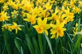 Field of yellow dwarf daffodils in bloom