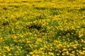 Field of yellow Eschscholzia californica escolzia