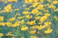 Field of yellow flower lance leaved, Coreopsis lanceolata, Lanceleaf Tickseed or Maiden's eye