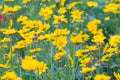 Field of yellow flower lance leaved, Coreopsis lanceolata, Lanceleaf Tickseed or Maiden's eye