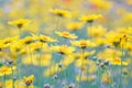 Field of yellow flower lance leaved, Coreopsis lanceolata, Lanceleaf Tickseed or Maiden's eye