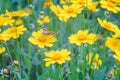 Field of yellow flower lance leaved, Coreopsis lanceolata, Lanceleaf Tickseed, Maiden's eye close up