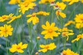 Field of yellow flower lance leaved, Coreopsis lanceolata, Lanceleaf Tickseed or Maiden's eye