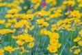 Field of yellow flower lance leaved, Coreopsis lanceolata, Lanceleaf Tickseed or Maiden's eye Royalty Free Stock Photo