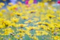 Field of yellow flower lance leaved, Coreopsis lanceolata, Lanceleaf Tickseed or Maiden's eye