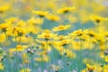 Field of yellow flower lance leaved, Coreopsis lanceolata, Lanceleaf Tickseed or Maiden's eye