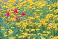 Field of yellow flower lance leaved, Coreopsis lanceolata, Lanceleaf Tickseed or Maiden's eye Royalty Free Stock Photo