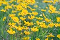 Field of yellow flower lance leaved, Coreopsis lanceolata, Lanceleaf Tickseed or Maiden's eye Royalty Free Stock Photo