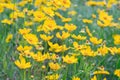 Field of yellow flower lance leaved, Coreopsis lanceolata, Lanceleaf Tickseed or Maiden's eye