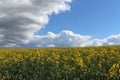 Oil seed field Royalty Free Stock Photo