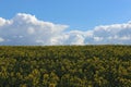 Oil seed field Royalty Free Stock Photo