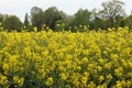 Flowering oil seed rape field Royalty Free Stock Photo