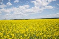 Field of yellow flowering oilseed on a cloudy blue sky in springtime Brassica napus, Blooming canola, bright Royalty Free Stock Photo