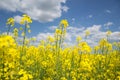 Field of yellow flowering oilseed on a cloudy blue sky in springtime Brassica napus, Blooming canola, bright Royalty Free Stock Photo