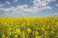 Field of yellow flowering oilseed on a cloudy blue sky in springtime Brassica napus, Blooming canola, bright