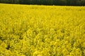 Field of yellow flowering oilseed on a cloudy blue sky in springtime (Brassica napus), Blooming canola Royalty Free Stock Photo