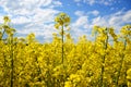 Field of yellow flowering oilseed on a cloudy blue sky in springtime (Brassica napus), Blooming canola Royalty Free Stock Photo