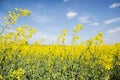 Field of yellow flowering oilseed on a cloudy blue sky in springtime (Brassica napus), Blooming canola