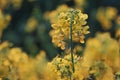 Field of yellow flowering oilseed Royalty Free Stock Photo