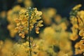 Field of yellow flowering oilseed Royalty Free Stock Photo