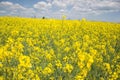 Field of yellow flowering oilseed isolated on a cloudy blue sky in springtime Brassica napus, Blooming canola, bright Royalty Free Stock Photo