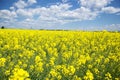 Field of yellow flowering oilseed isolated on a cloudy blue sky in springtime Brassica napus, Blooming canola, bright Royalty Free Stock Photo