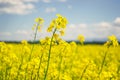 Field of yellow flowering oilseed isolated on a cloudy blue sky in springtime Brassica napus, Blooming canola, bright Royalty Free Stock Photo