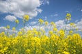 Field of yellow flowering oilseed isolated on a cloudy blue sky in springtime Brassica napus, Blooming canola, bright Royalty Free Stock Photo