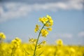 Field of yellow flowering oilseed isolated on a cloudy blue sky in springtime Brassica napus, Blooming canola, bright Royalty Free Stock Photo