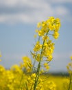 Field of yellow flowering oilseed isolated on a cloudy blue sky in springtime Brassica napus, Blooming canola, bright Royalty Free Stock Photo