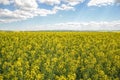 Field of yellow flowering oilseed isolated on a cloudy blue sky in springtime (Brassica napus), Blooming canola Royalty Free Stock Photo