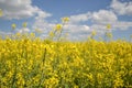 Field of yellow flowering oilseed isolated on a cloudy blue sky in springtime (Brassica napus), Blooming canola Royalty Free Stock Photo