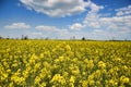 Field of yellow flowering oilseed isolated on a cloudy blue sky in springtime (Brassica napus), Blooming canola Royalty Free Stock Photo